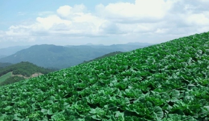 2024 농협 하나로 마트 절임배추 예약