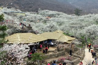광양 매화축제기간 주차장 개화상황 2025년