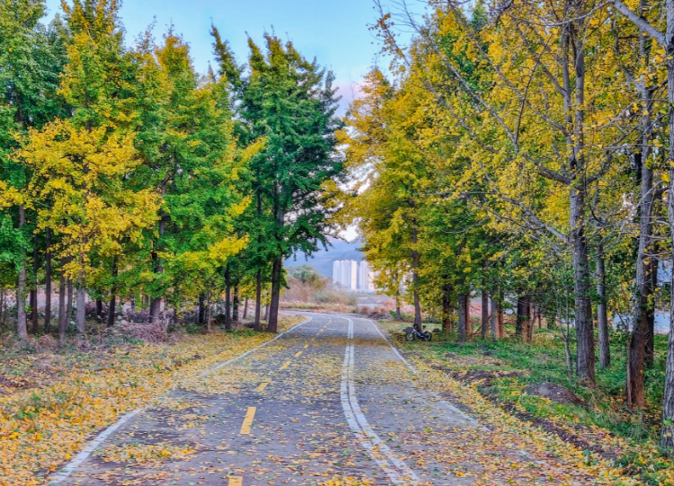 고령 은행나무숲