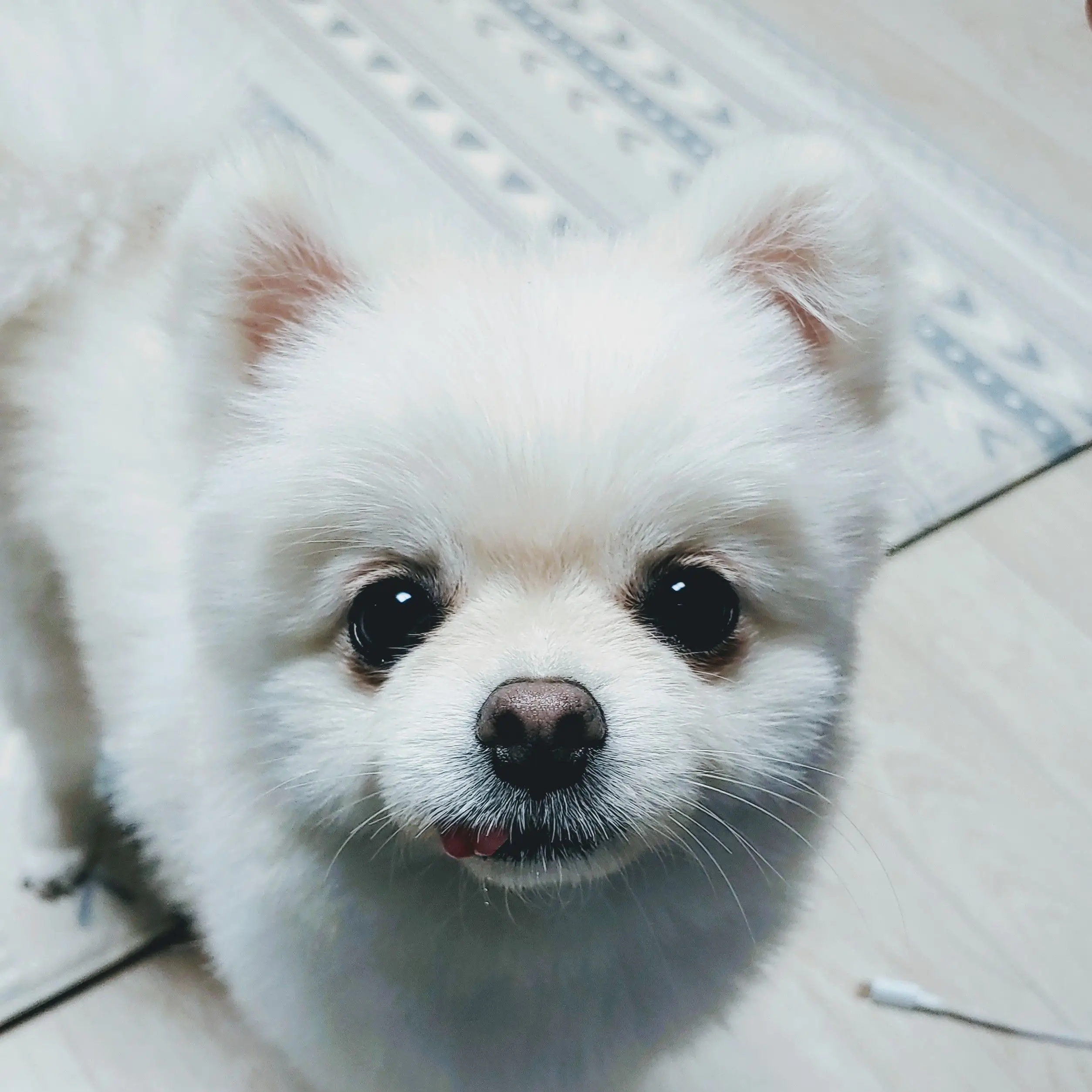 반려견 포메라니안 구름이