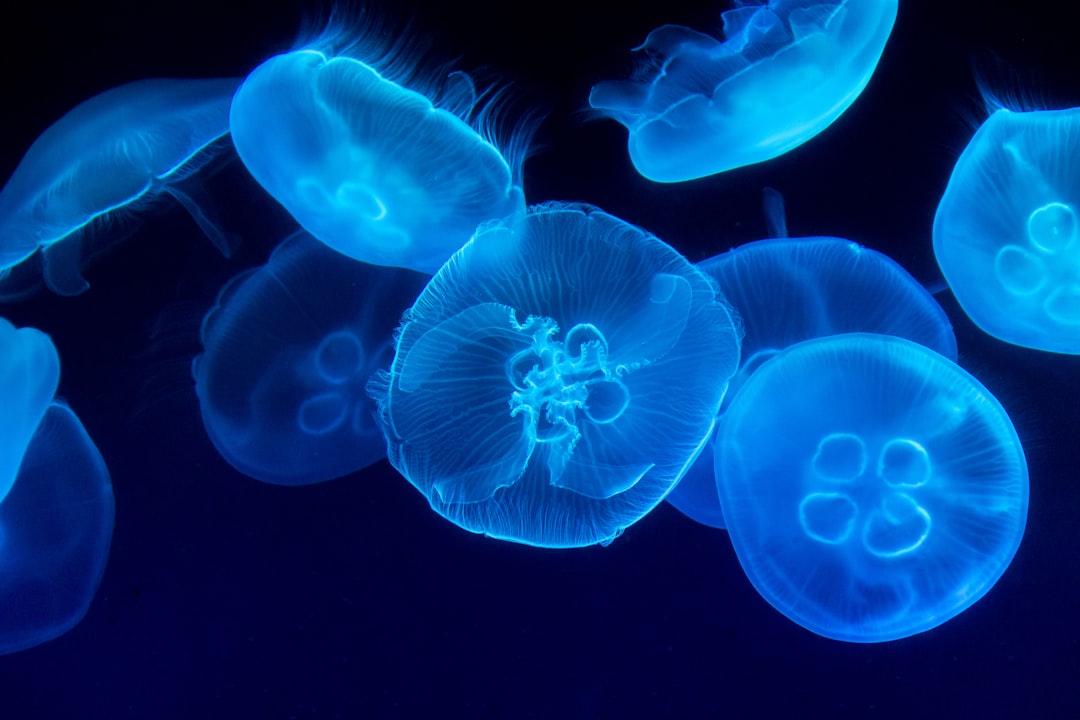 Jellyfish