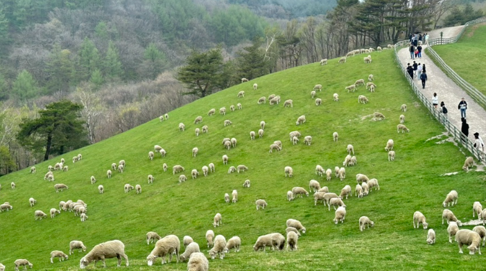 대관령 양떼목장