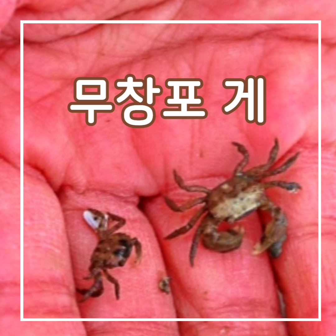 손바닥에 작은 게 2마리