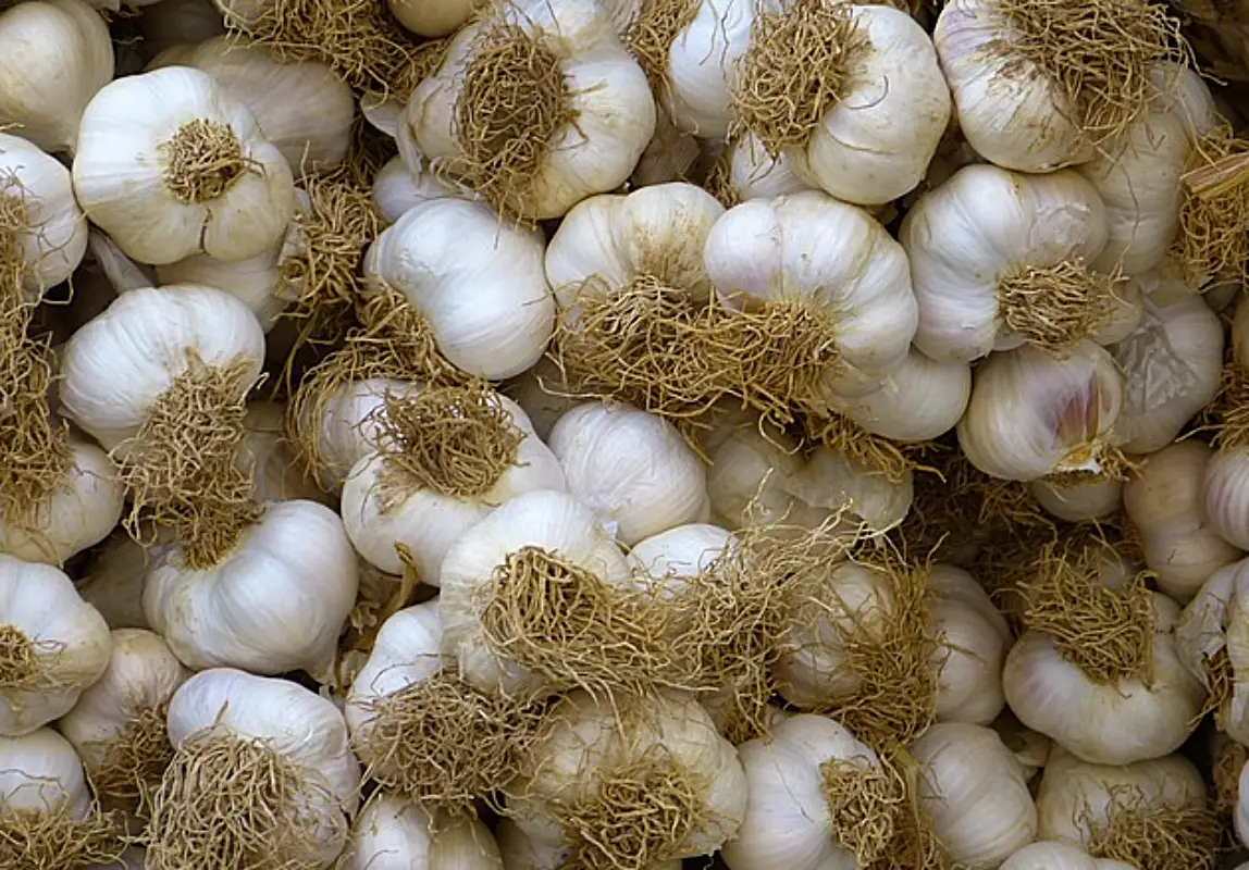 마늘장아찌 담그는법