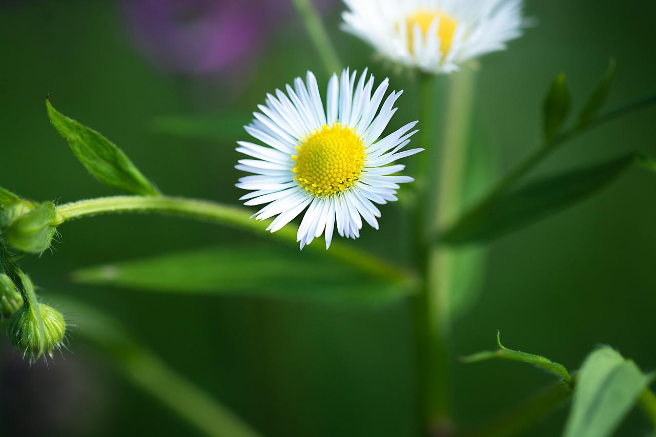 개망초