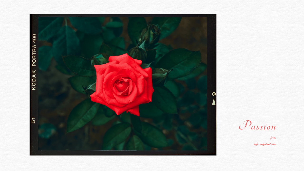 03 빨간장미 C - Passion 꽃배경화면