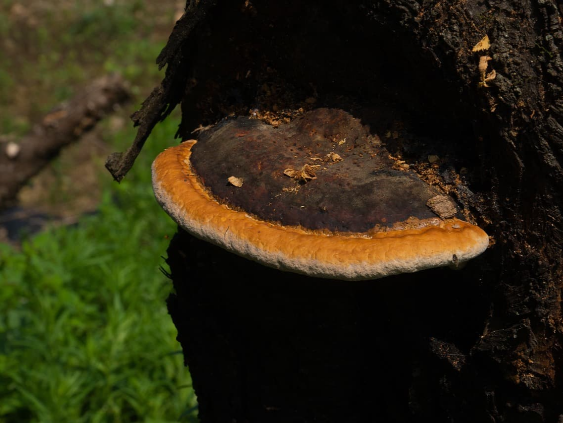자가면역 질환에 도움을 주는 상황버섯