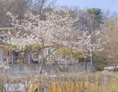 군포 벚꽃