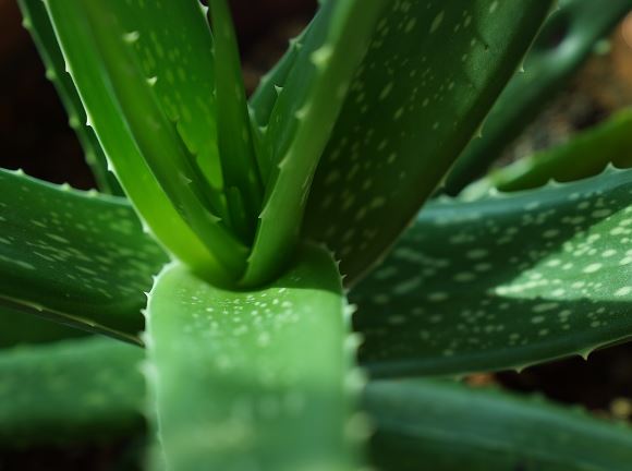 알로에 효능&#44; 부작용&#44; 사용법 알아보기