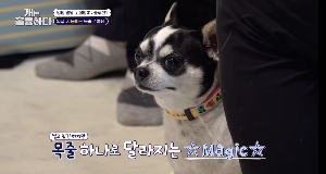 목줄을 매고 얌전하게 앉아있는 귀여운 치와와