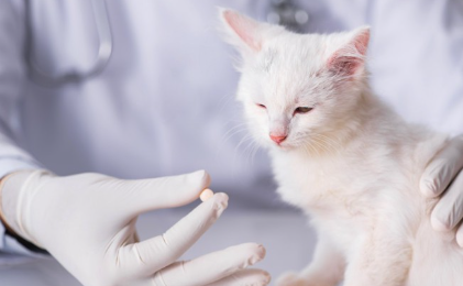 약과 흰 고양이.