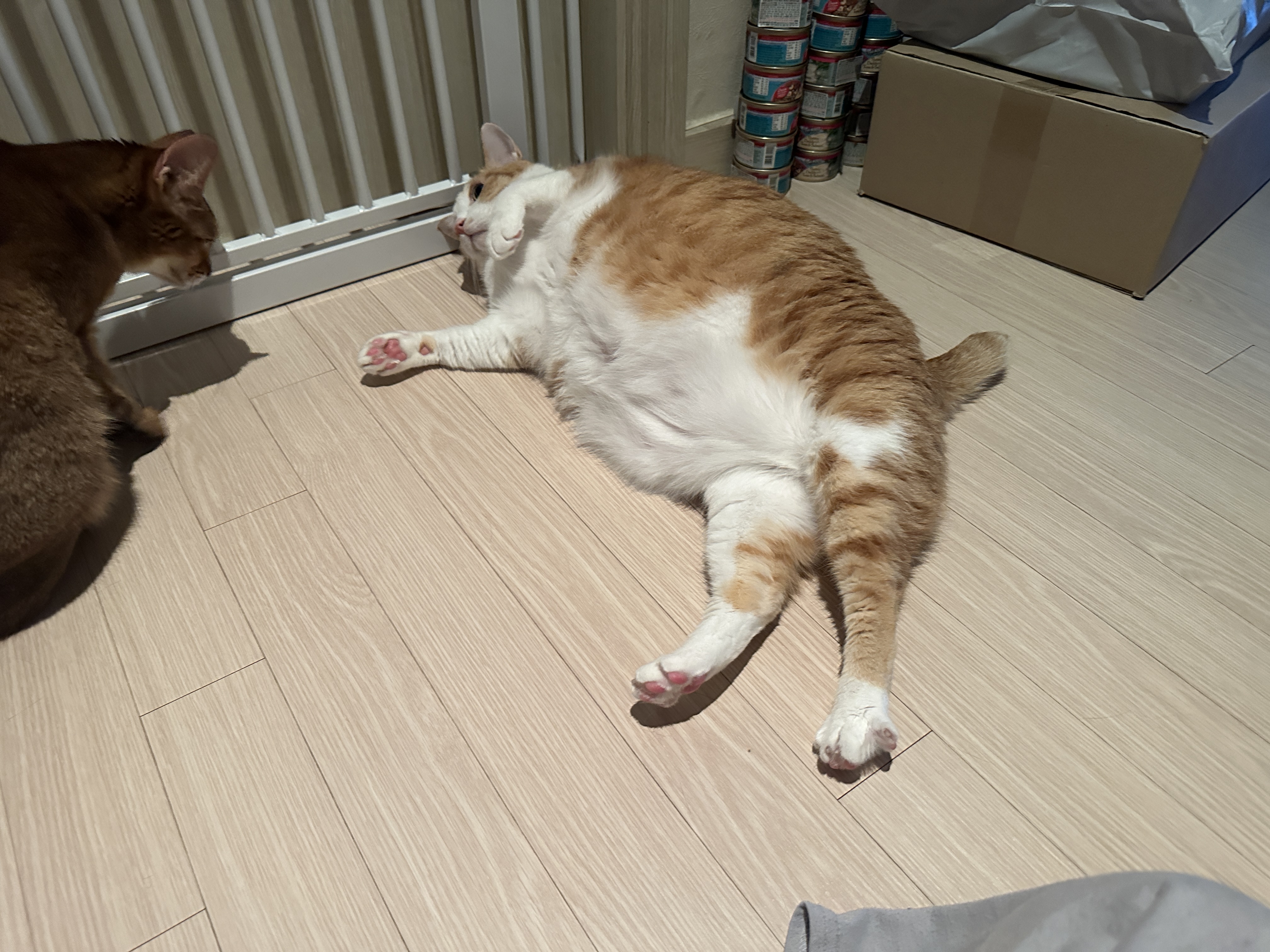 발라당_누워_있는_치즈냥이_호야