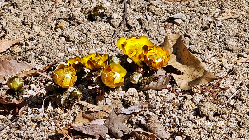 복수초(福壽草),측금잔화(側金盞花),설연화(雪蓮花)
