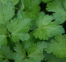 파슬리의 효능 부작용 먹는법 고르는법