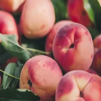 7월 제철 과일 고르는 법과 가장 맛있게 먹는 팁 소개_12