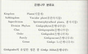 은행나무 분류표