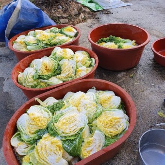 김장김치 양념 담그기