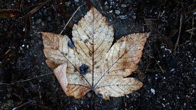 유기 탄소 (SOC: Soil Organic Carbon) : 식물&middot;동물의 분해물, 미생물 사체 등에서 유래된 탄소