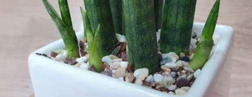 스투키 키우는 방법4