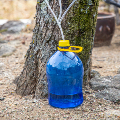 고로쇠수액 효능
