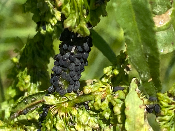 소루쟁이진딧물