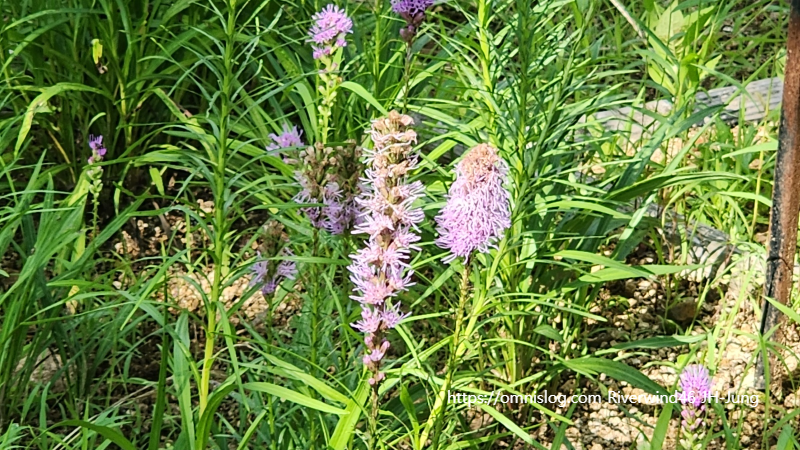 리아트리스 Blazing Star, Liatris spicata