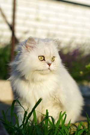 페르시안 고양이