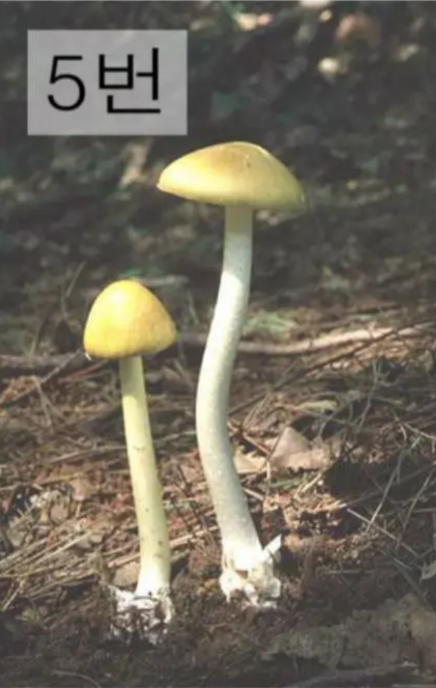 개나리 광대버섯