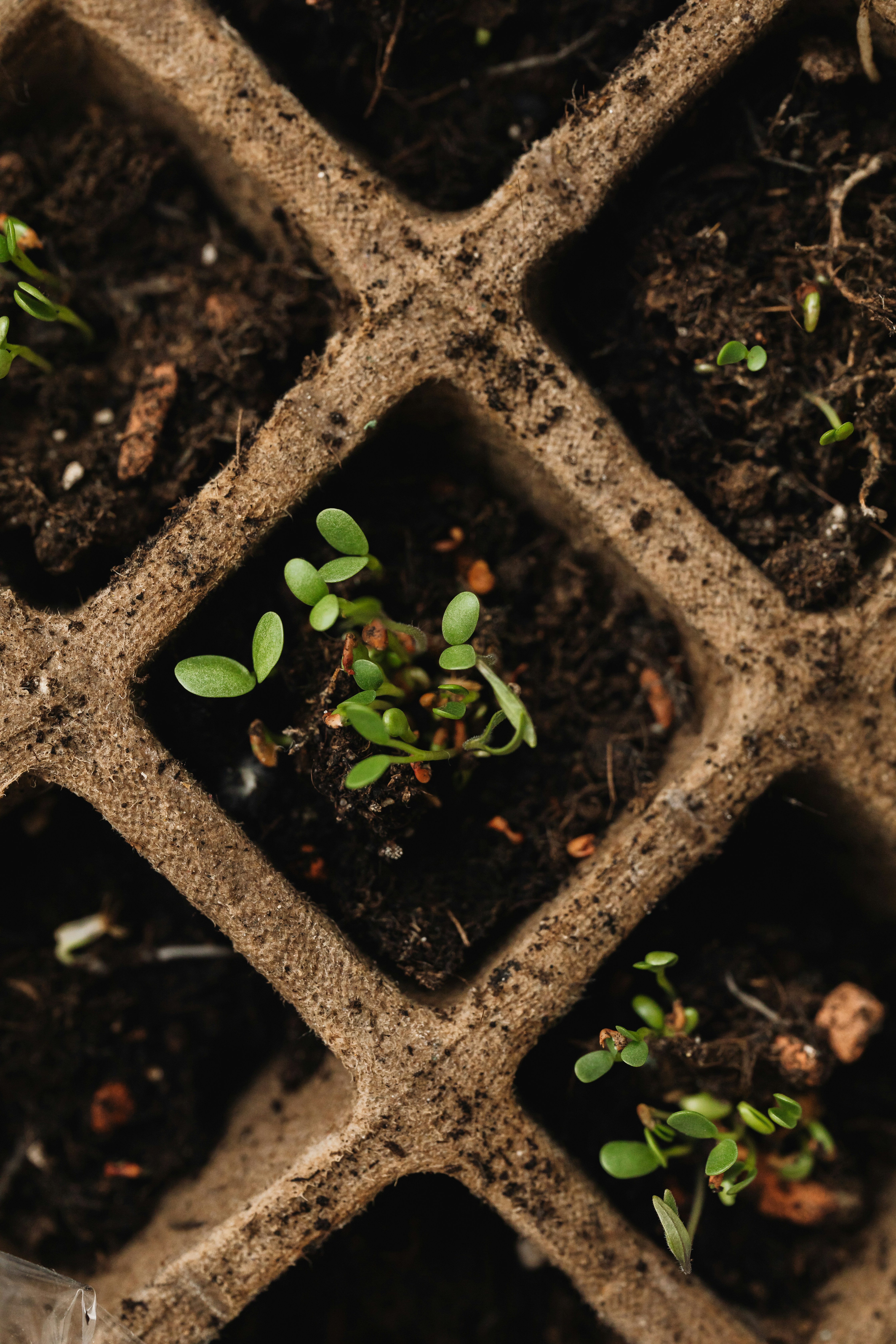 토의 성격과 인간관계: 중재자와 리더의 소질