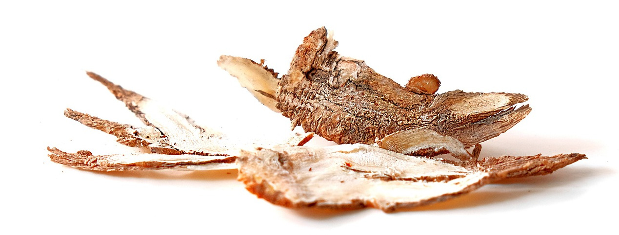 야생에서 채취를 한 안젤리카의 뿌리를 잘 세척해서 건조한 후에 편으로 잘라서 하얀 바닥 위에 놓고 찍은 사진