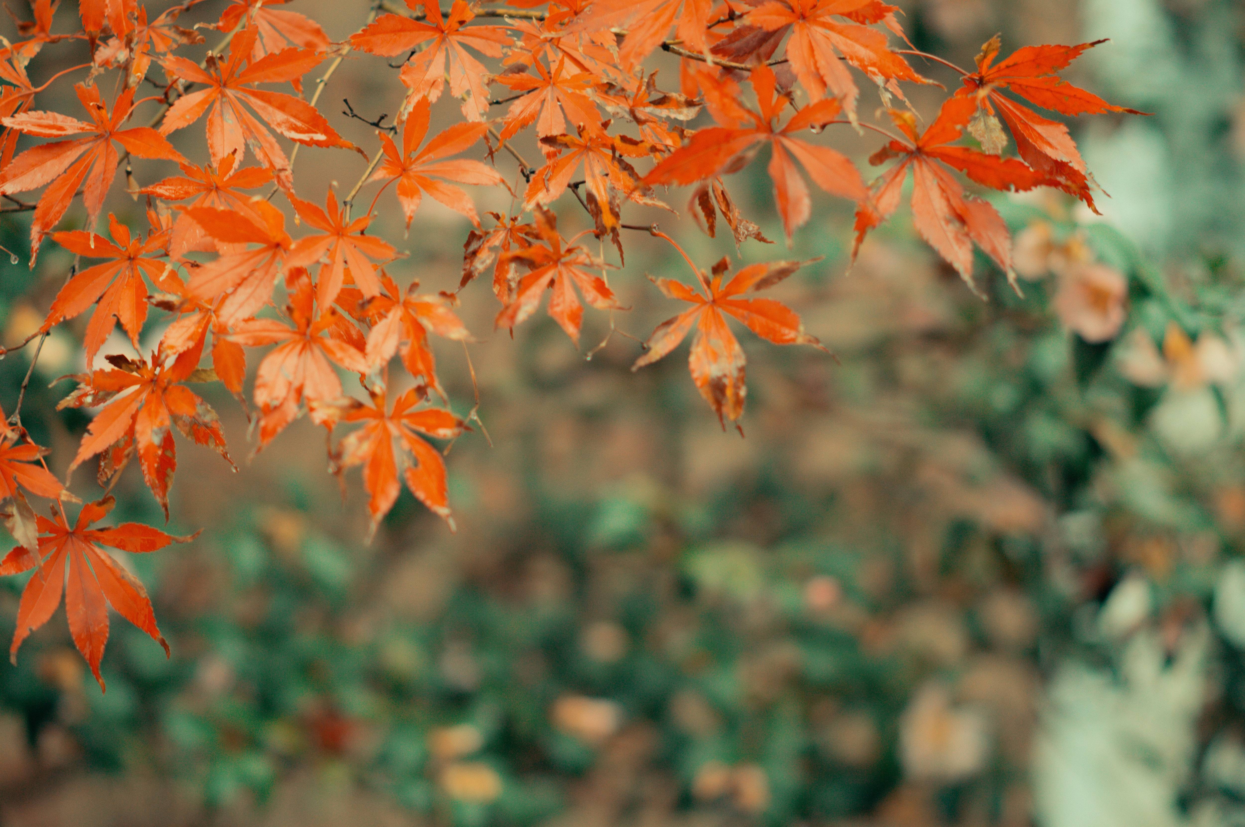 화담숲 단풍시기부터 주차&middot;숙소&middot;맛집까지｜가을여행 필수정보 총정리!