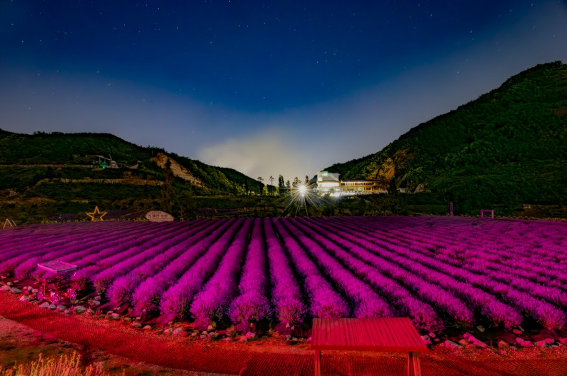 무릉별유천지 라벤더축제 일정 입장료 방문 정보
