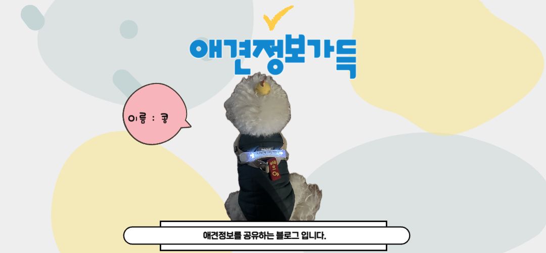 애견정보가득
