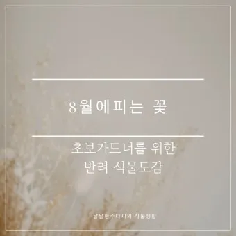 &amp;quot;8월에
