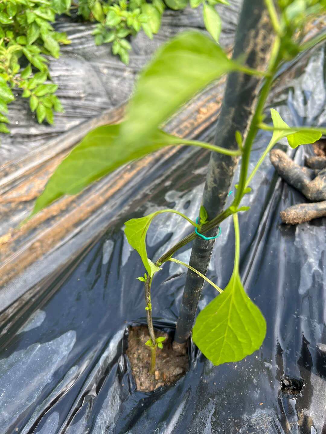 고추 지주대 세우기