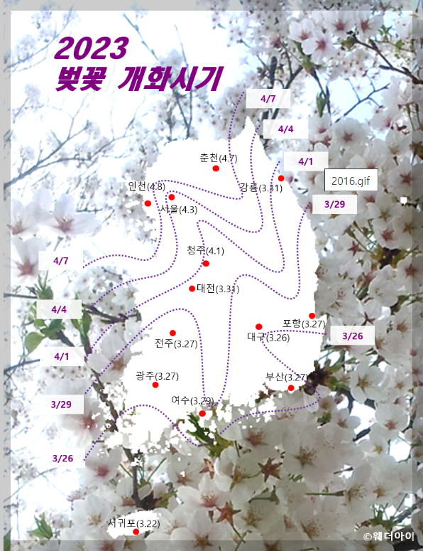 벚꽃개화시기