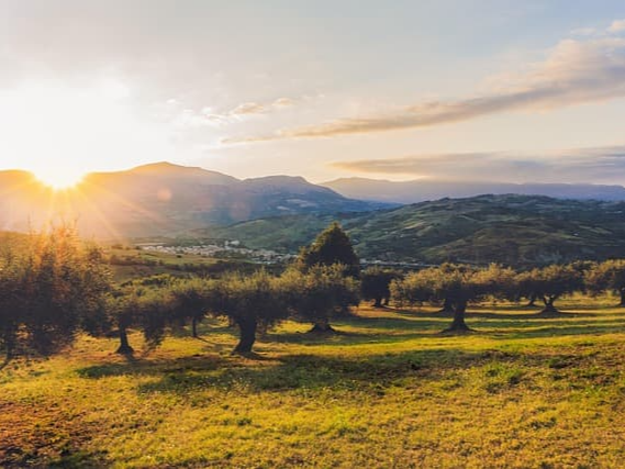 엑스트라버진 올리브유 PDO