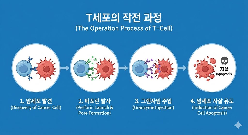 T세포의 작전 과정