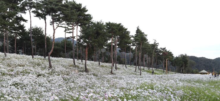 자라섬 꽃 페스타