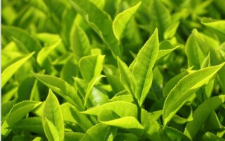 화장품원료사업 부문