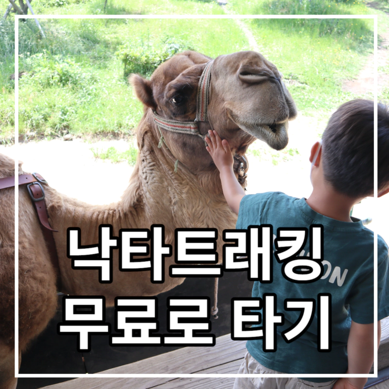 초록색 옷을 입은 아이가 낙타를 어루만지고 있다.