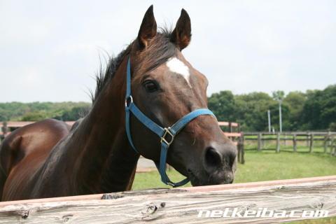 시리우스 심볼리 열전 : 유랑하는 천랑성 1