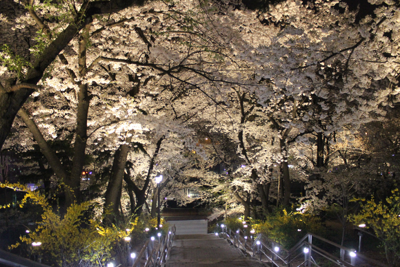 봄 나들이 벚꽃