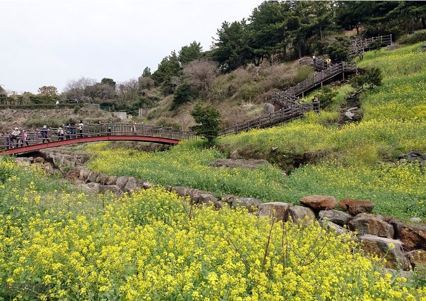 유채꽃