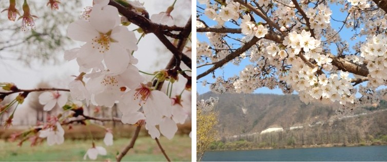 가평-자라섬-벚꽃길