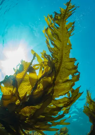 버닝올로지 디데이 원료 2