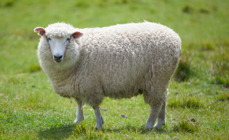 아침고요 동물원