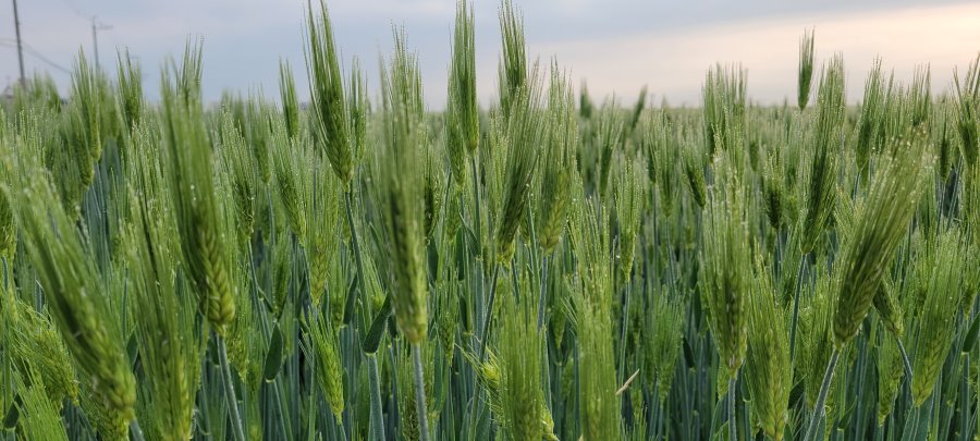 귀농하여 성공한 사례