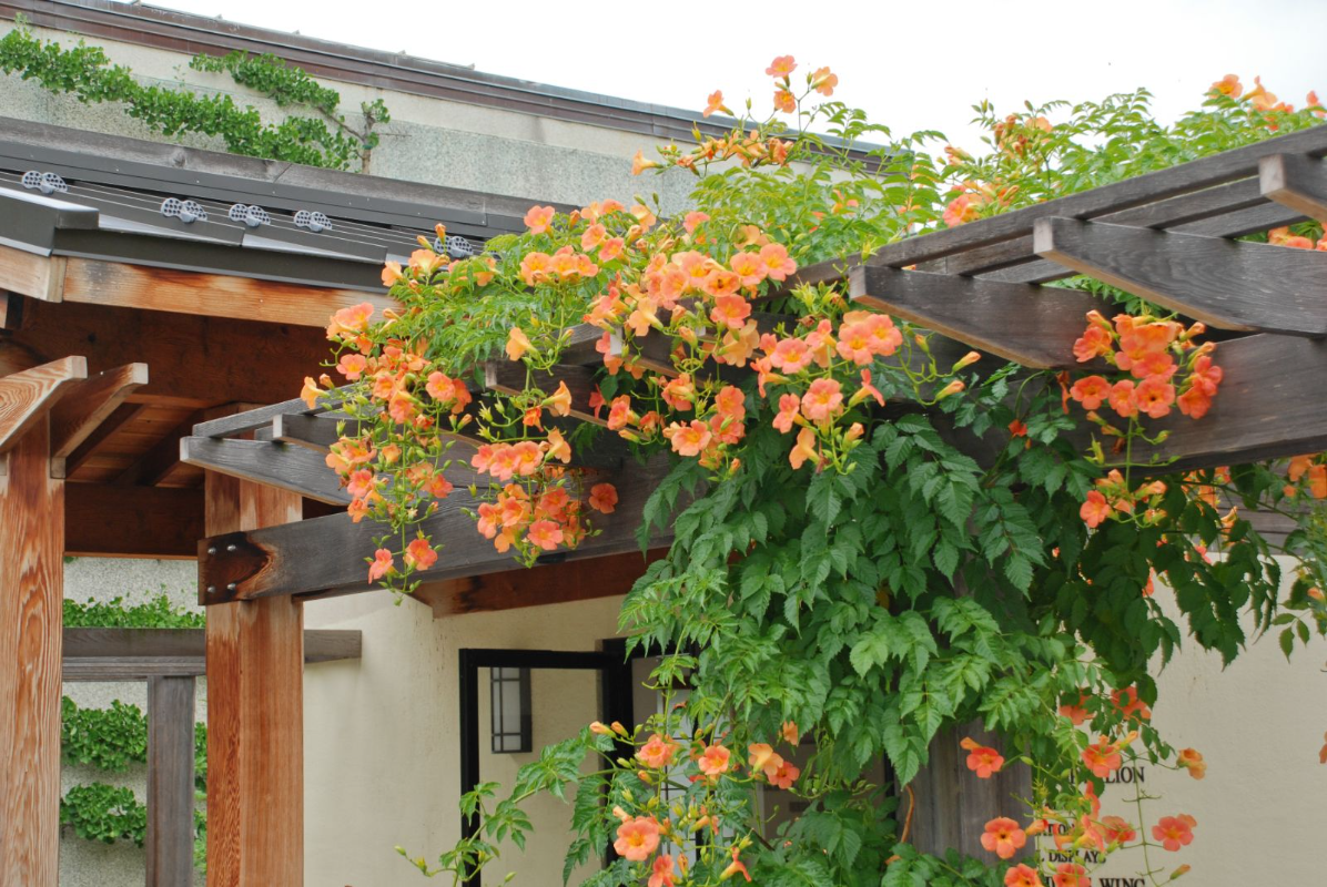 능소화 꽃말 묘목 키우기 꽃 명소 개화시기 전설 독성 삽목 시모음