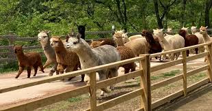 강원도 홍천 알파카월드 